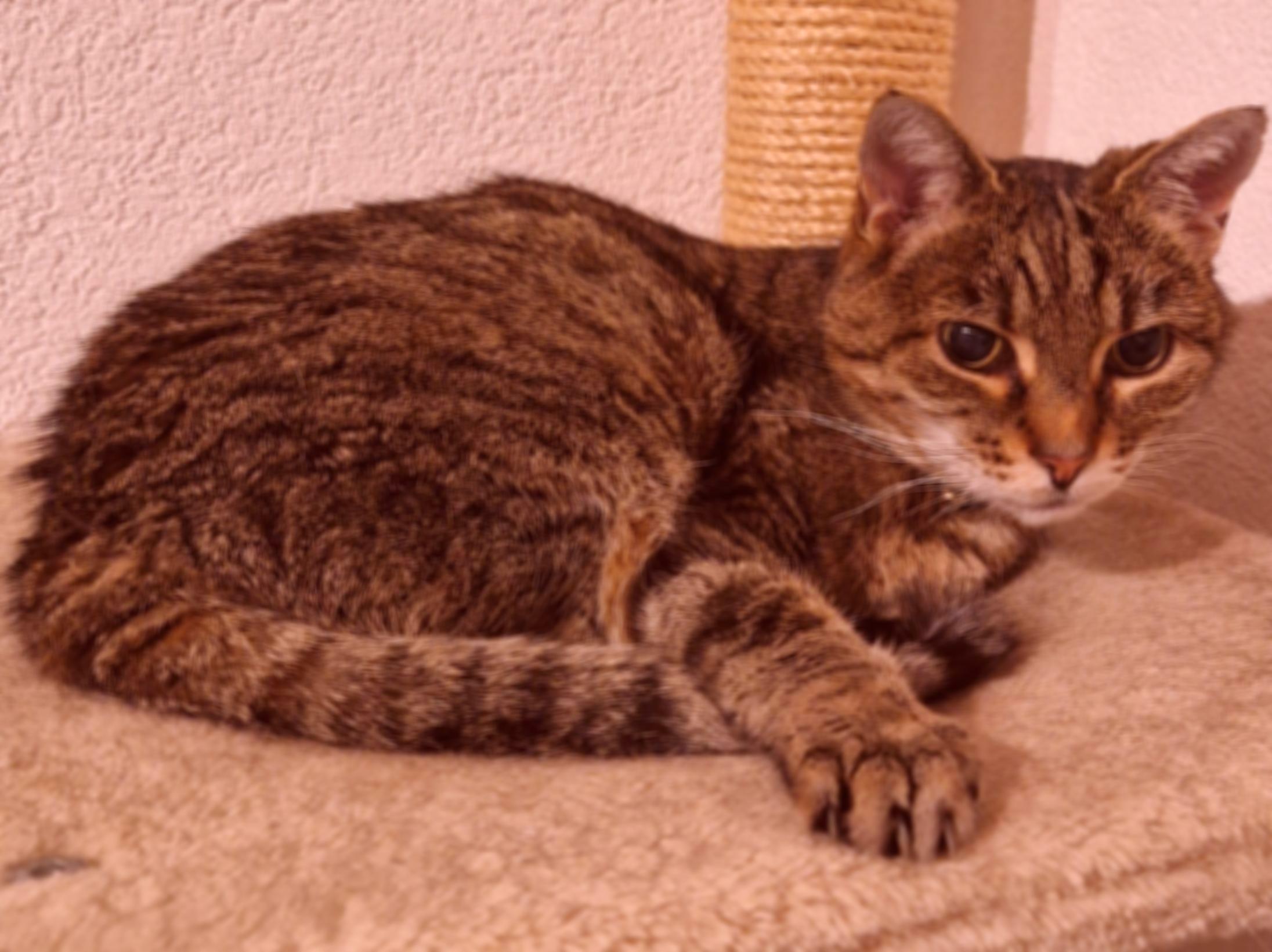 A slightly blurred cat