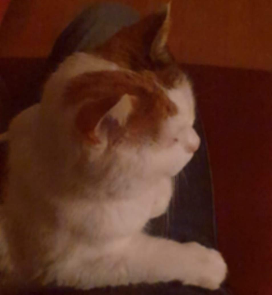 A slightly blurred cat