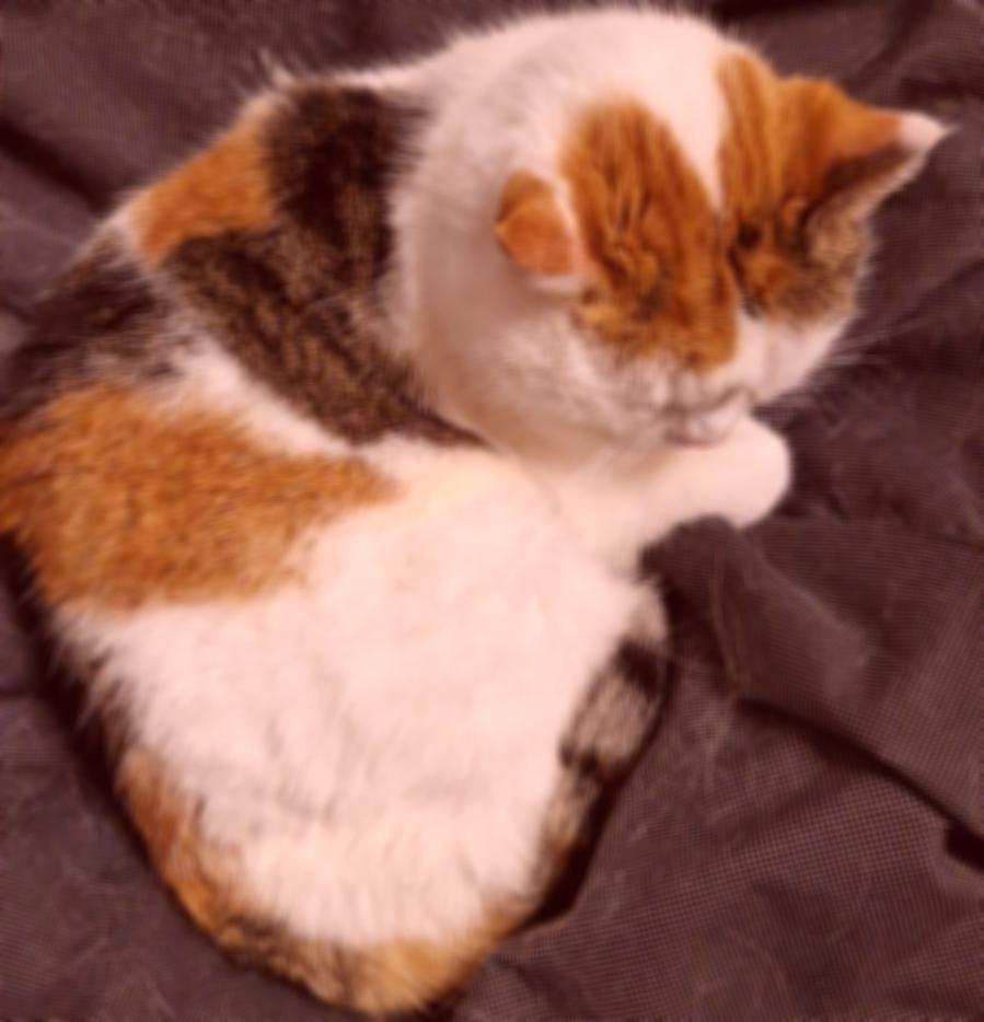 A slightly blurred cat