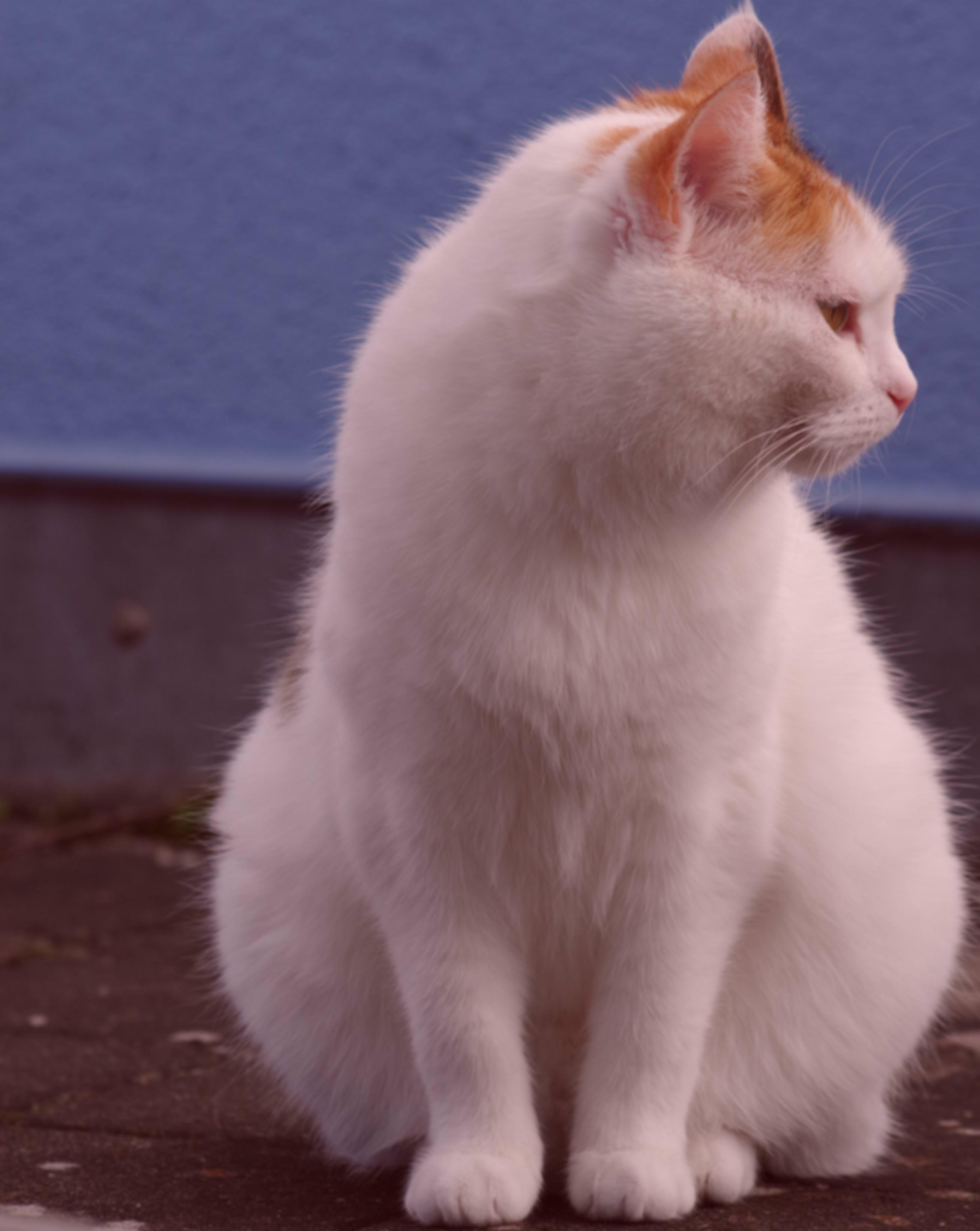 A slightly blurred cat