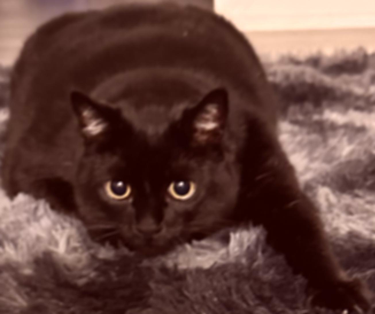 A slightly blurred cat