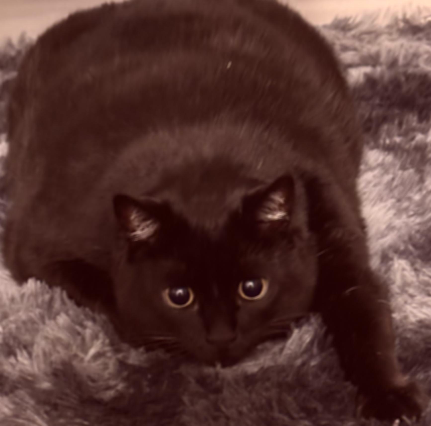 A slightly blurred cat