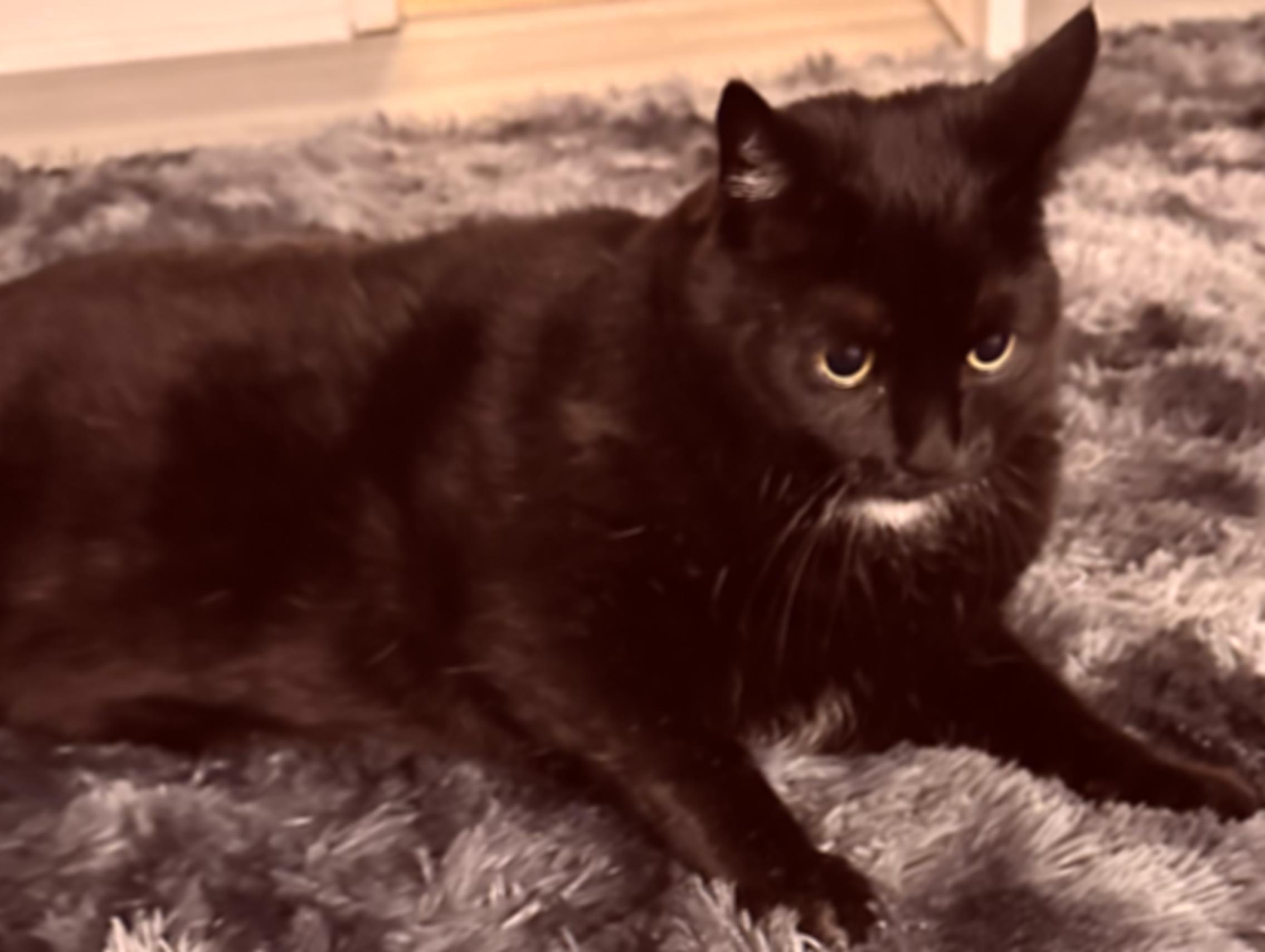 A slightly blurred cat