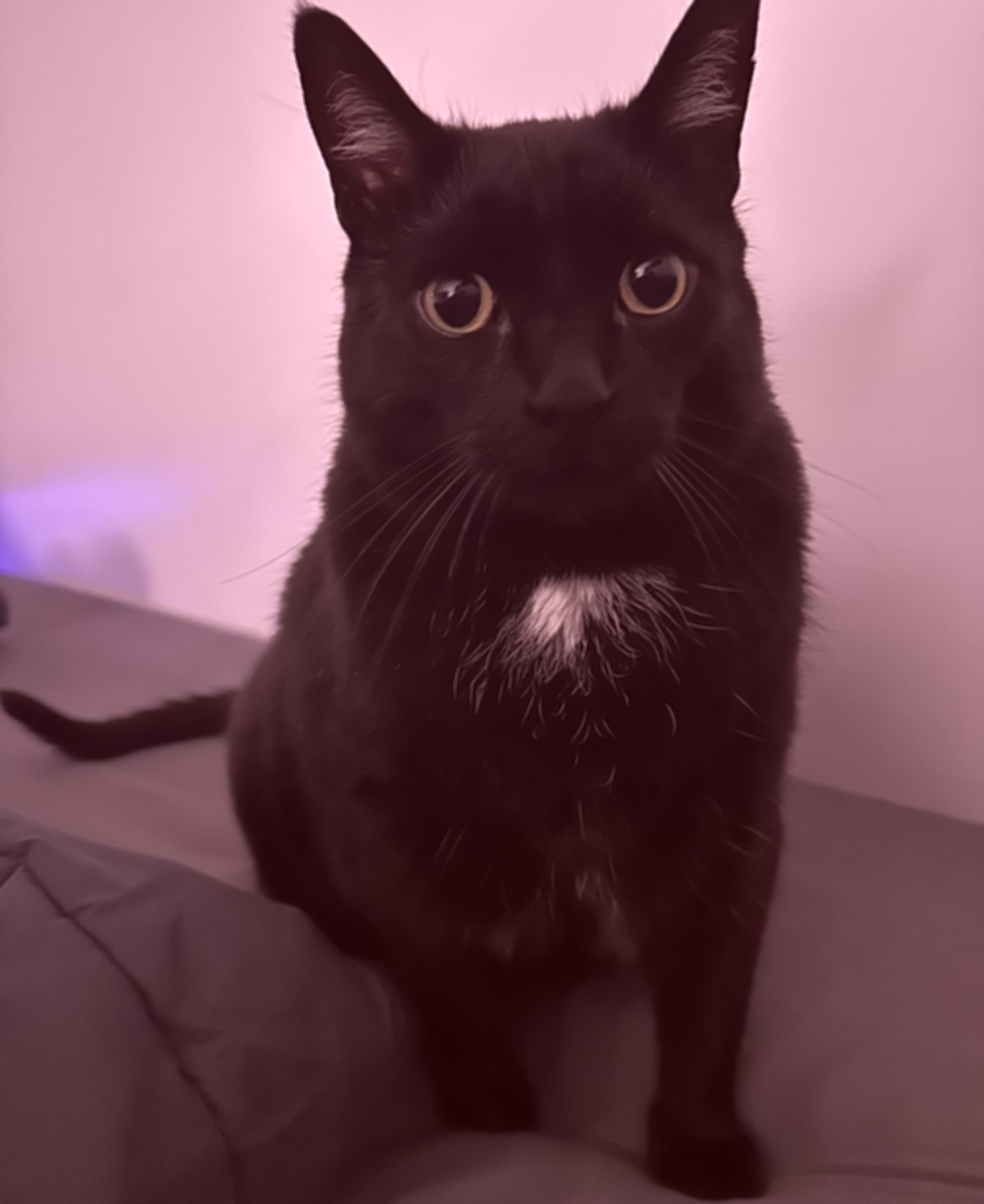 A slightly blurred cat