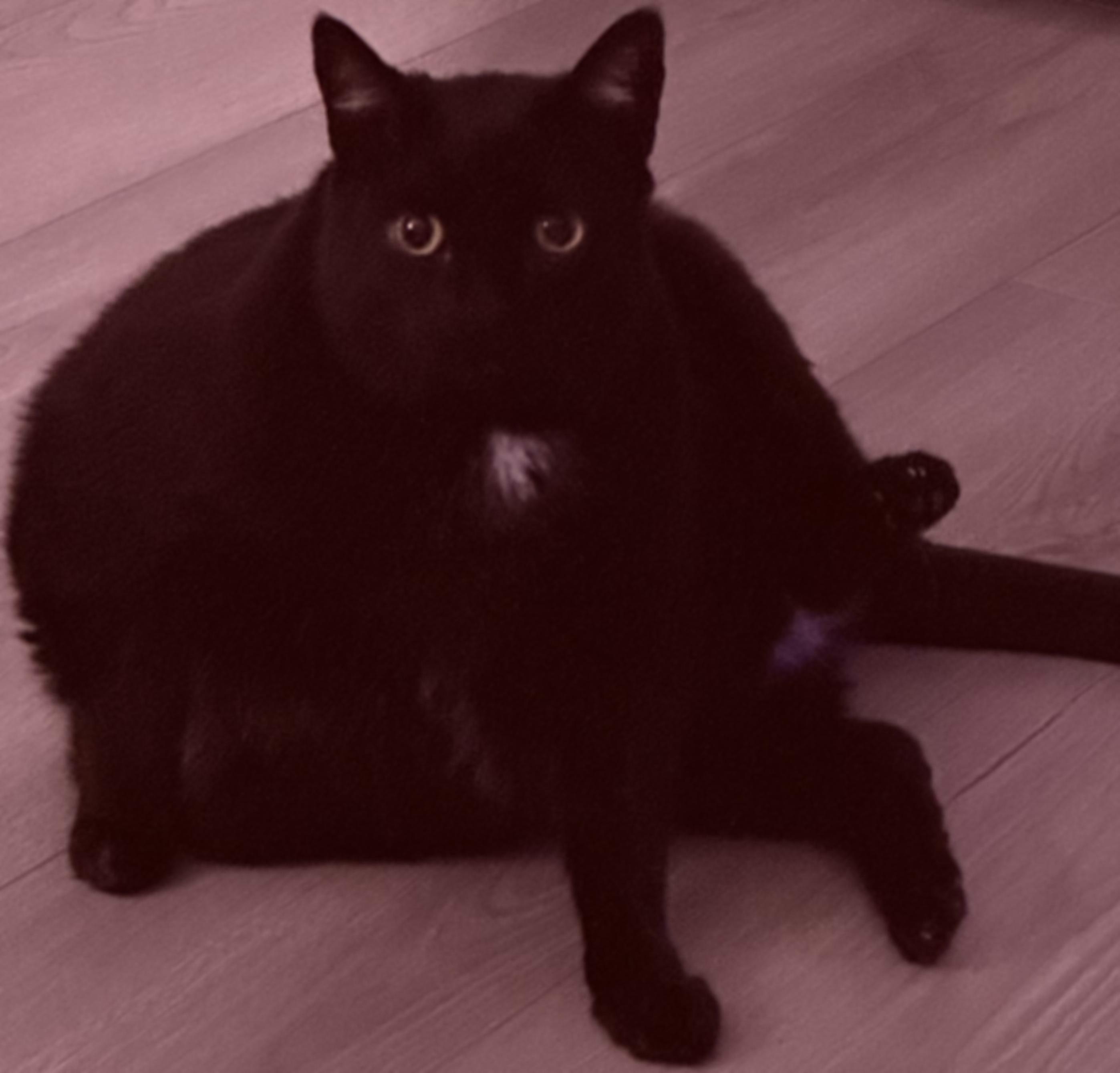 A slightly blurred cat