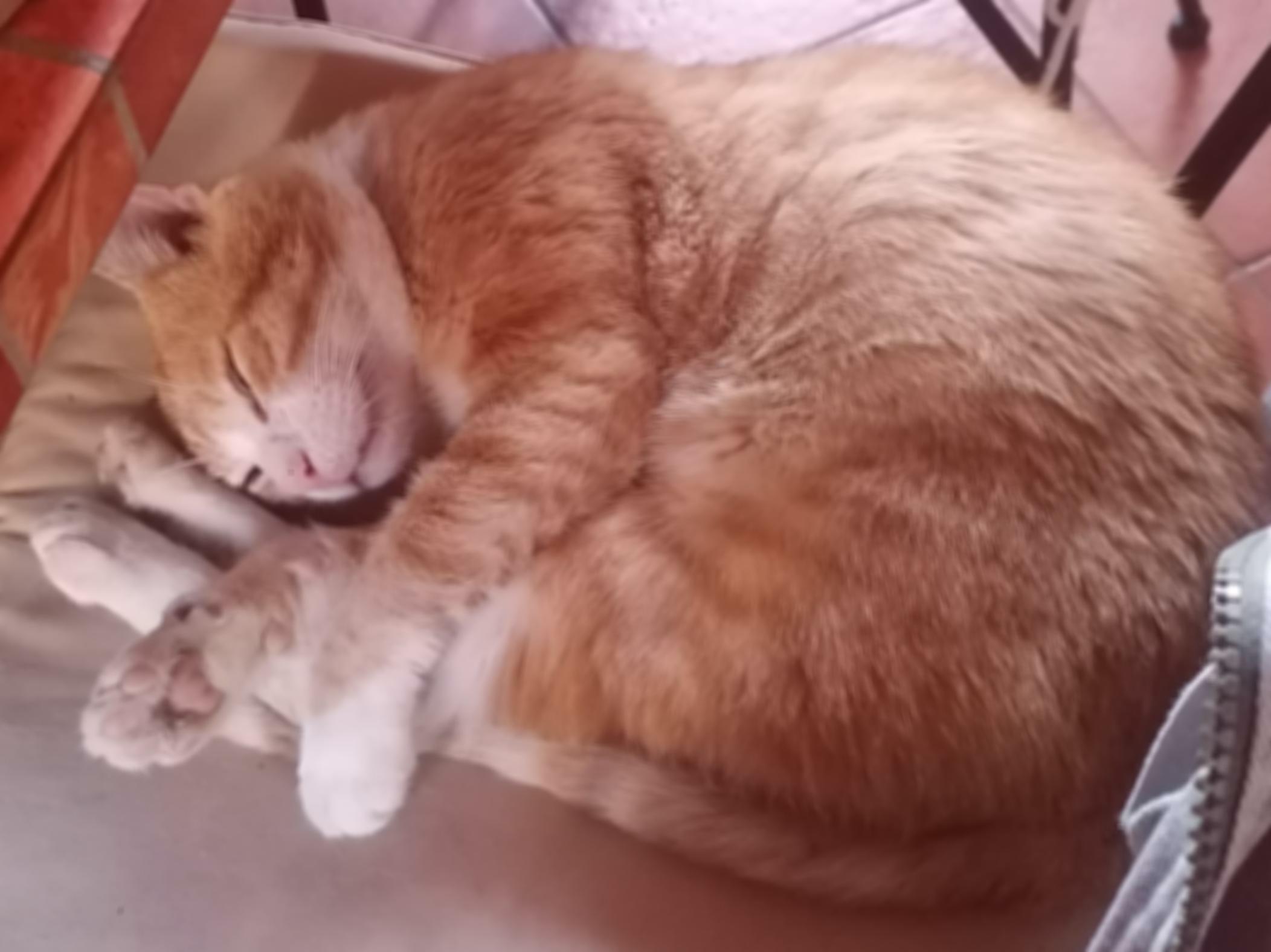 A slightly blurred cat