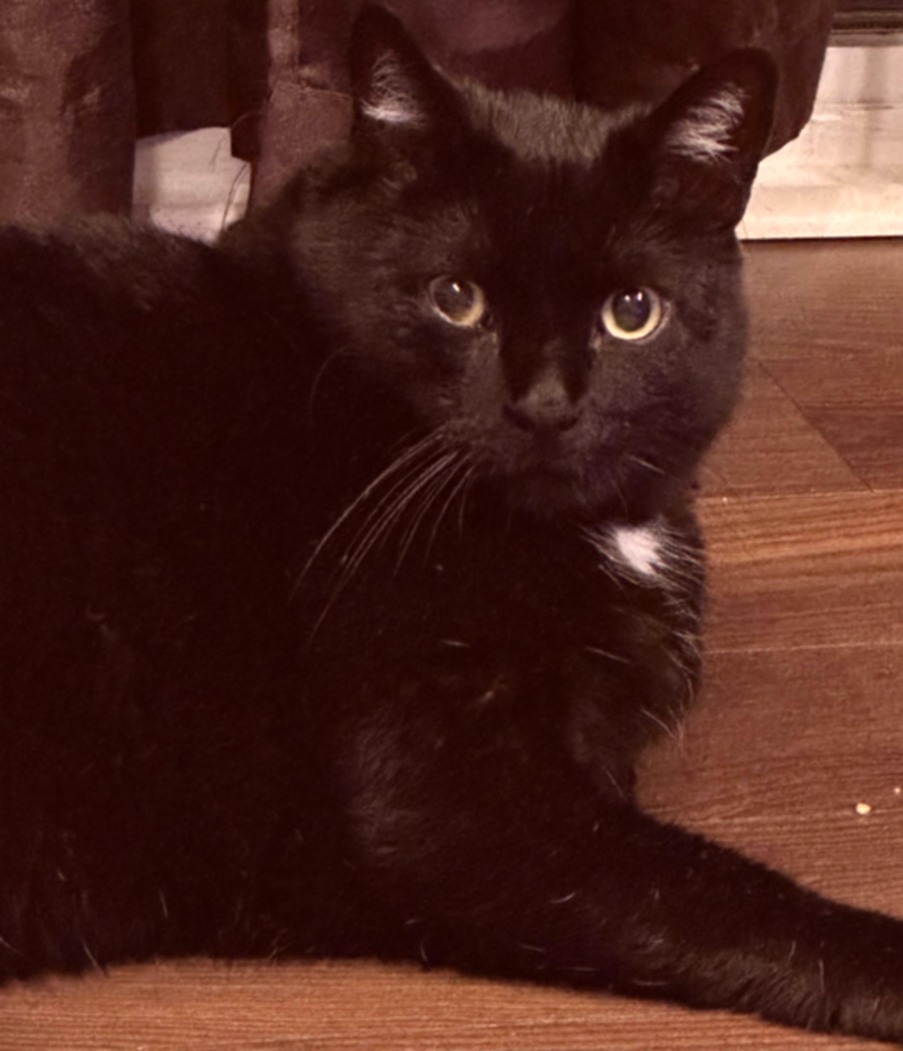 A slightly blurred cat