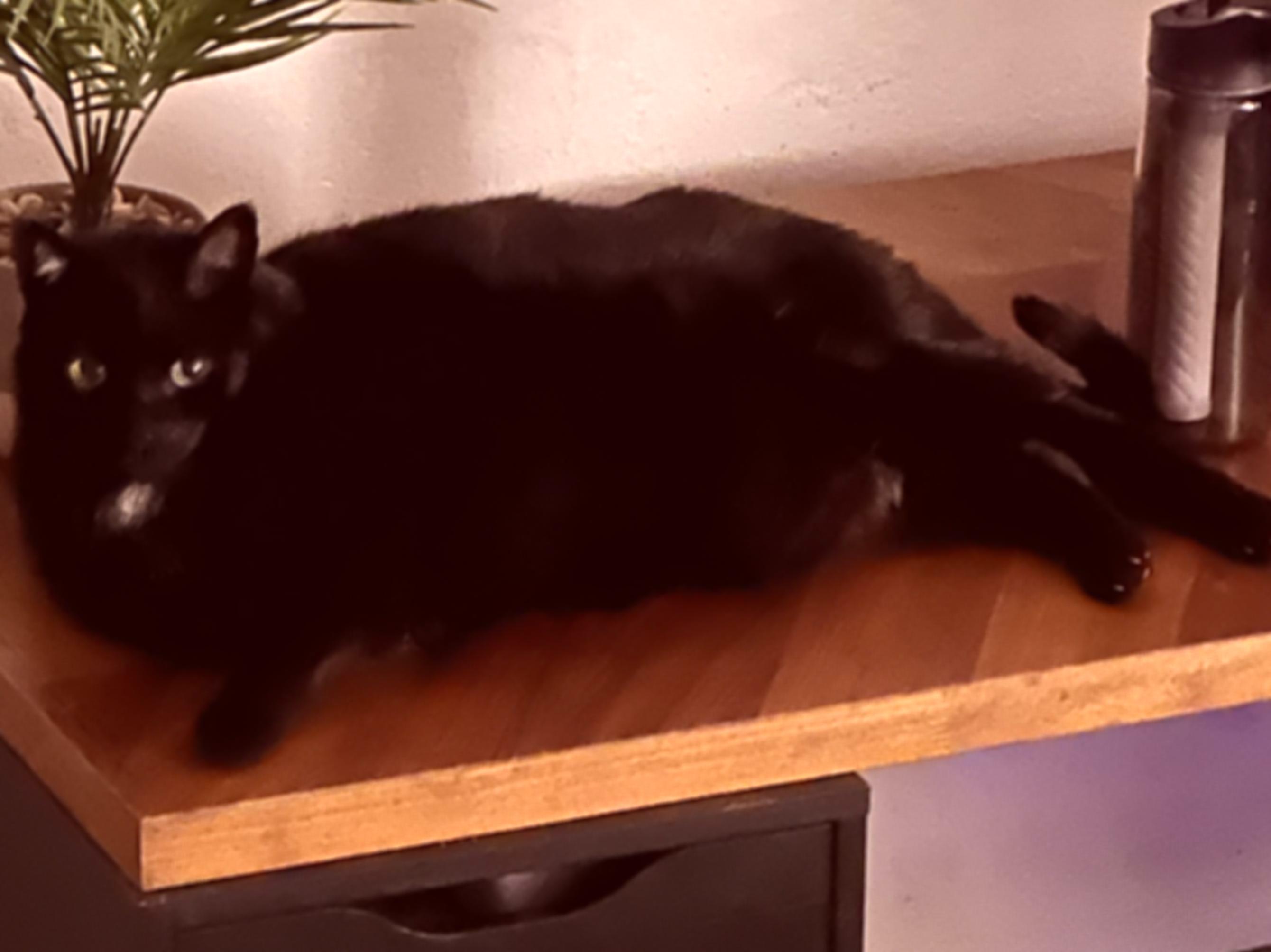 A slightly blurred cat