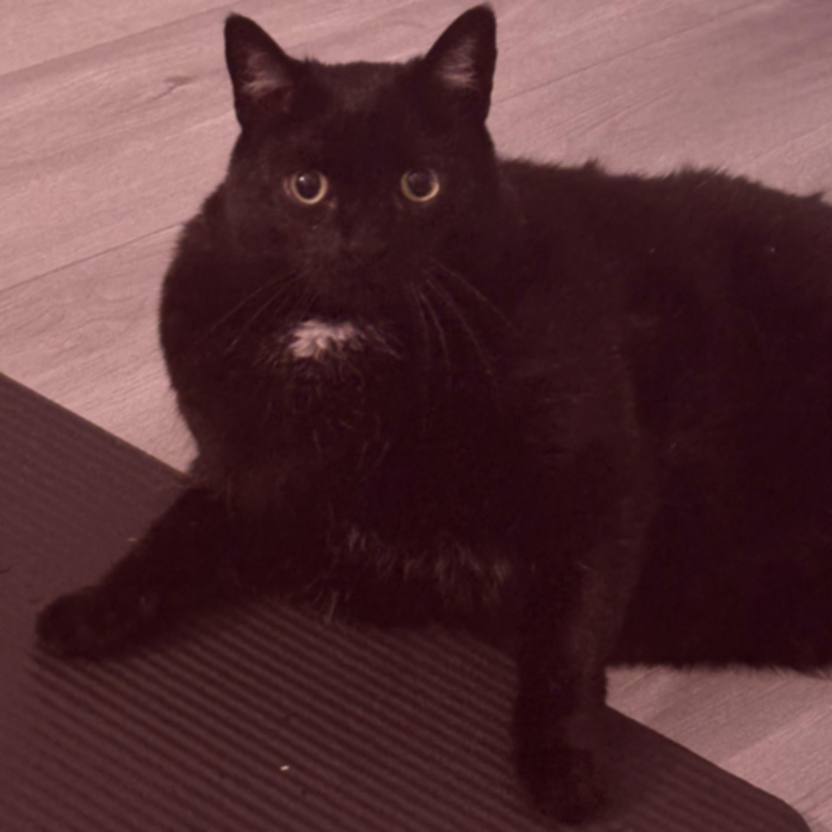 A slightly blurred cat