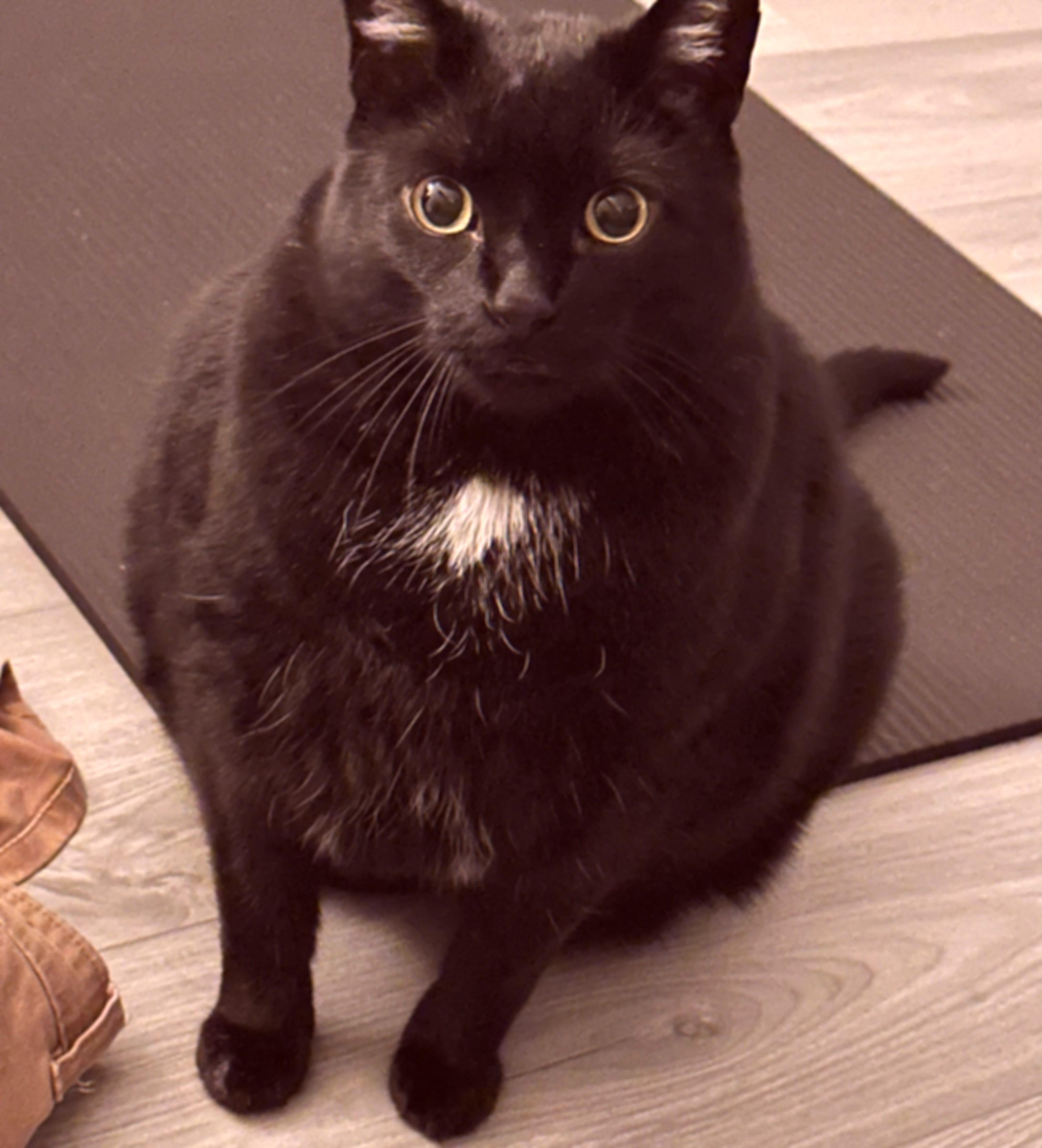 A slightly blurred cat