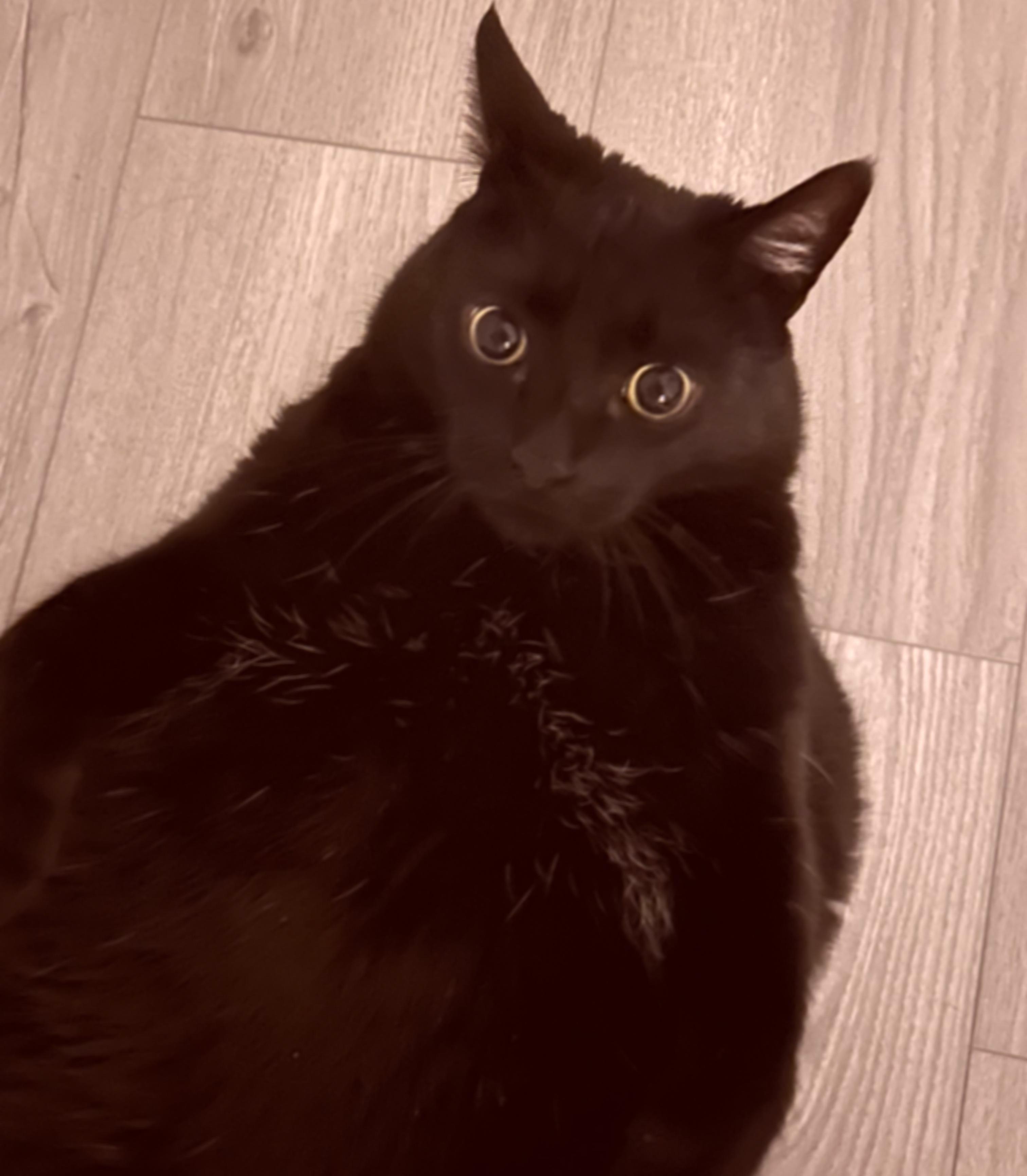 A slightly blurred cat