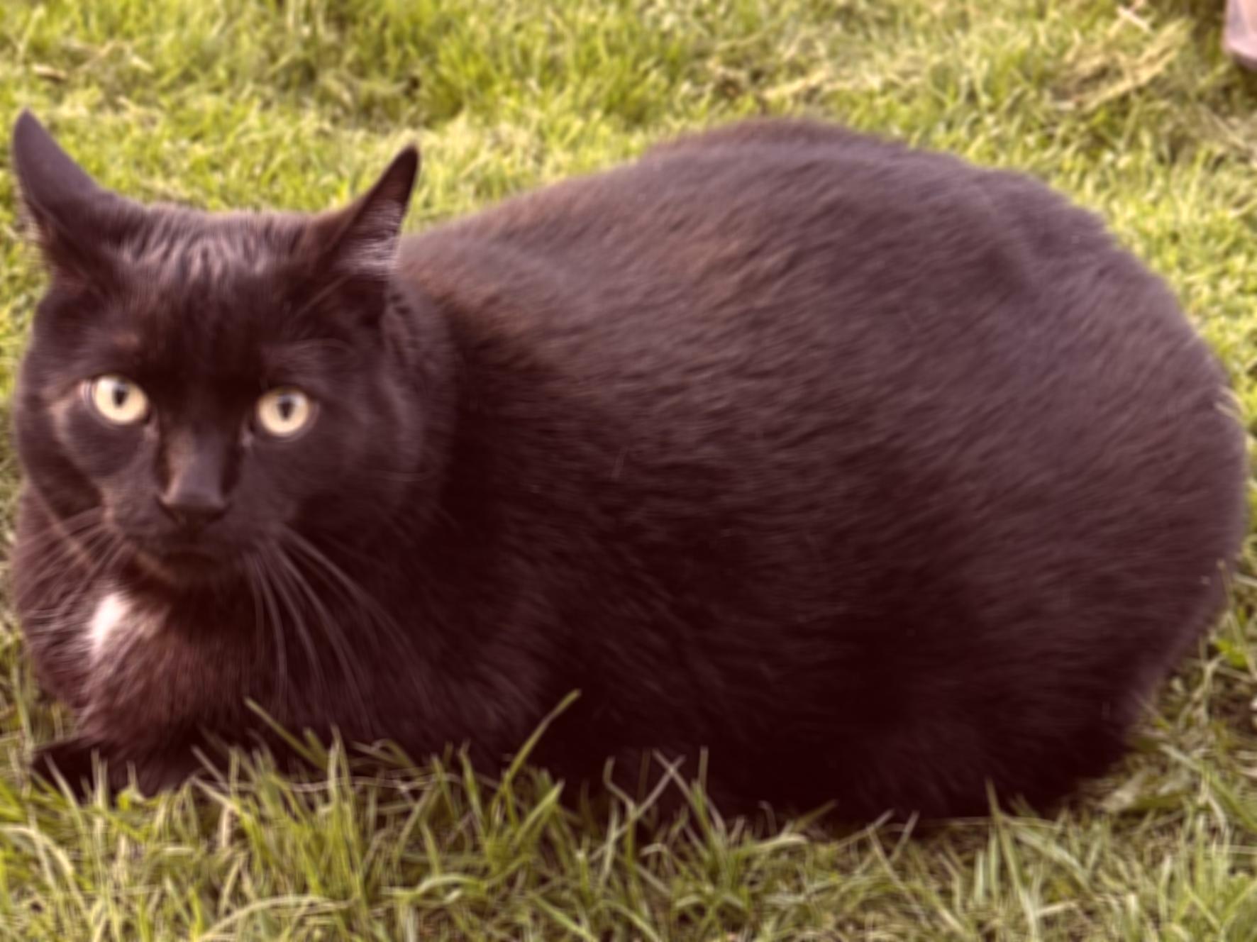 A slightly blurred cat