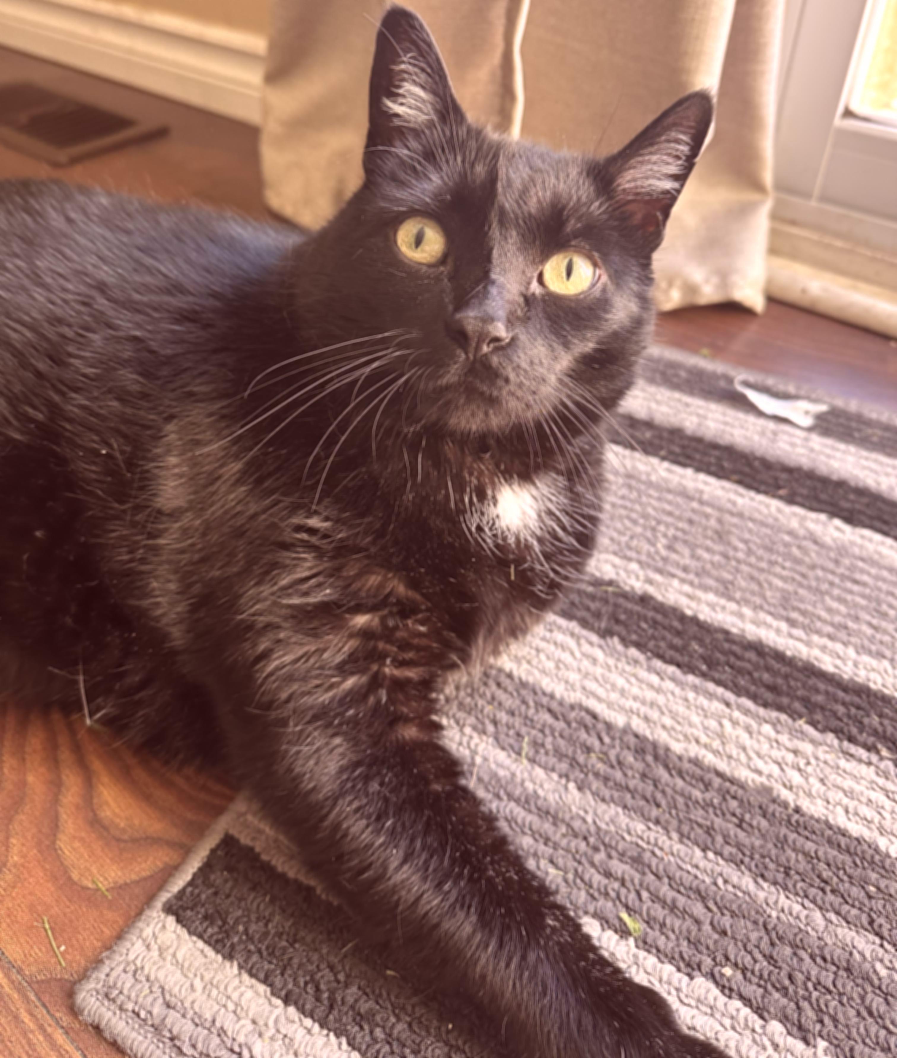 A slightly blurred cat