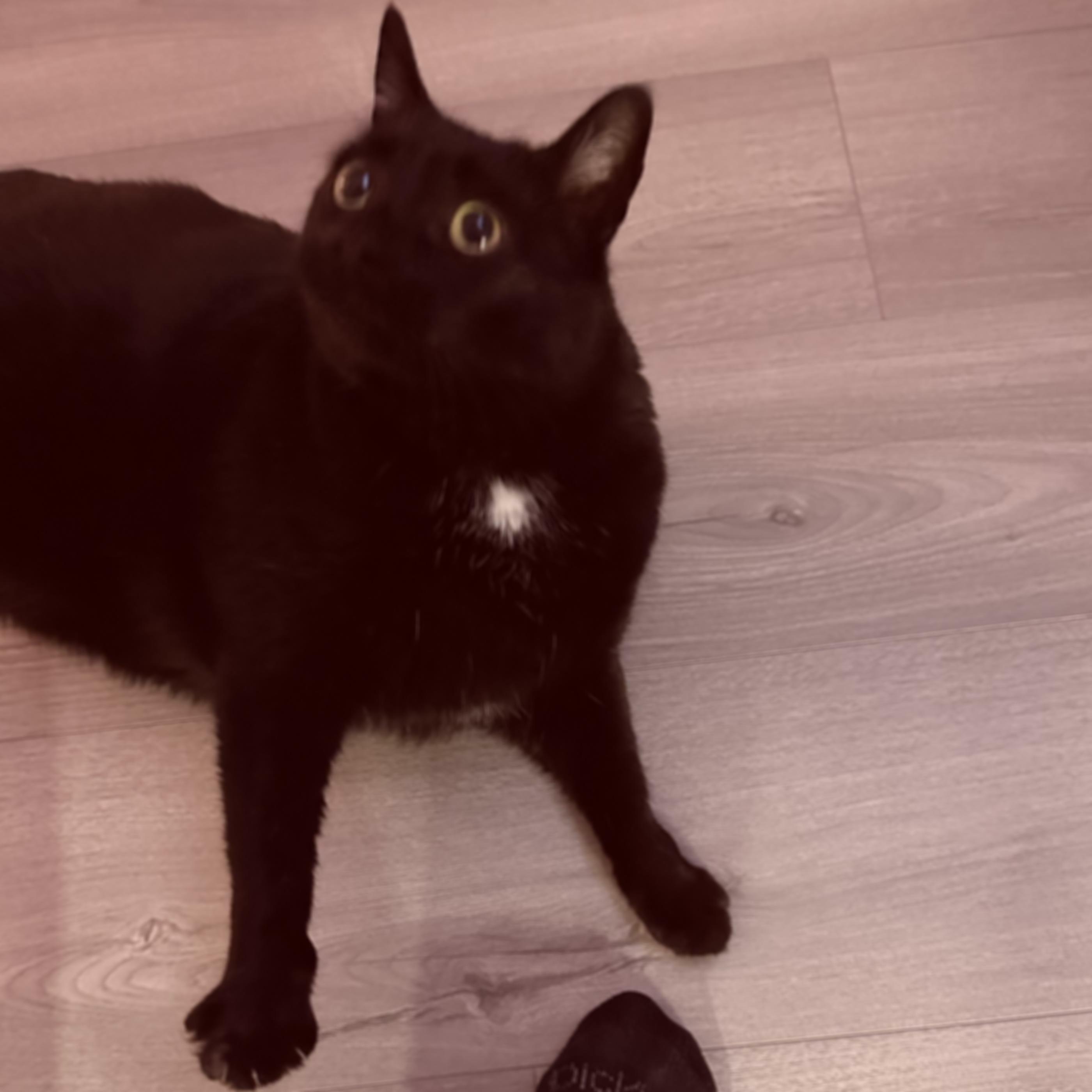 A slightly blurred cat