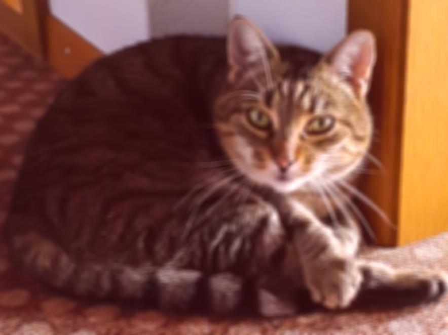A slightly blurred cat