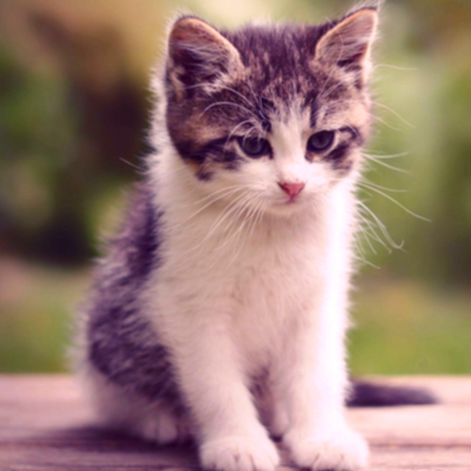 A slightly blurred cat