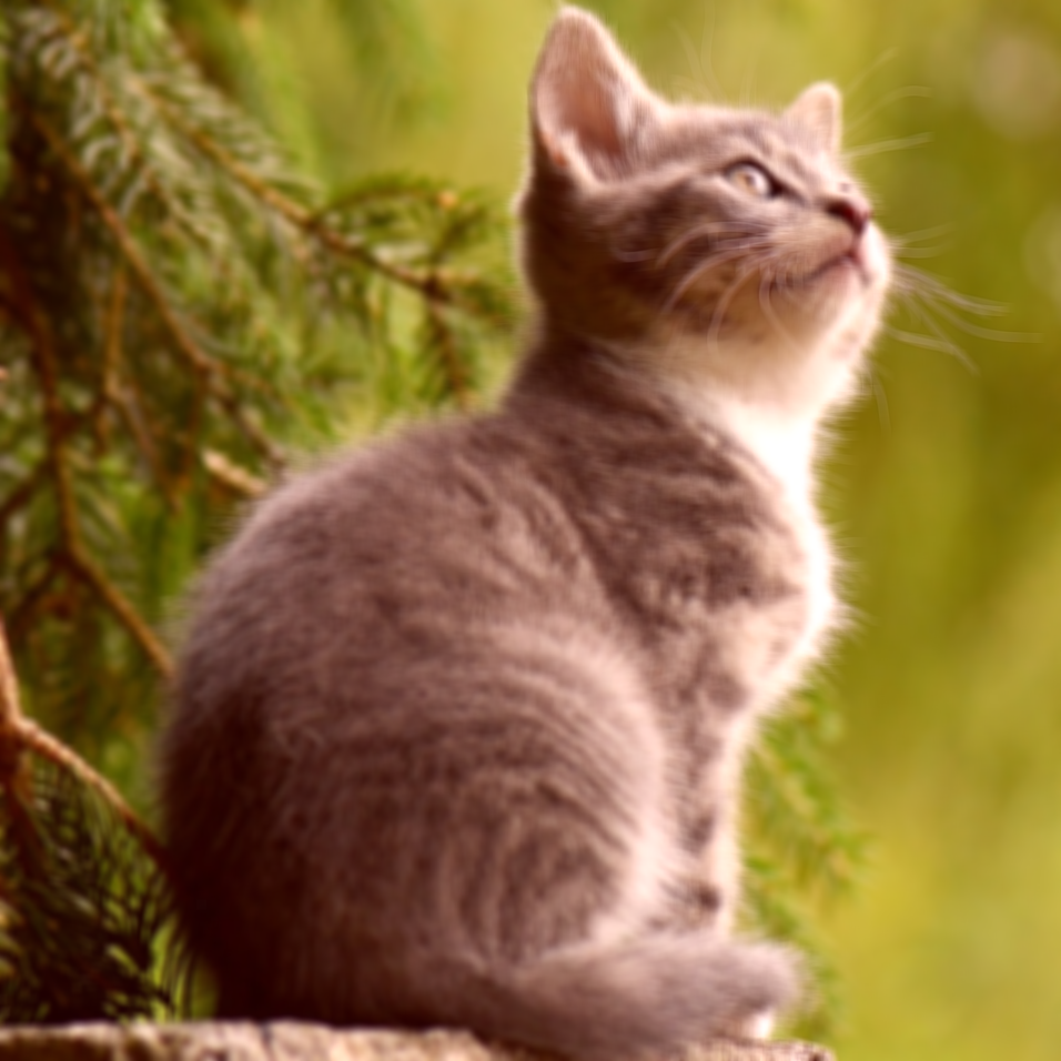 A slightly blurred cat