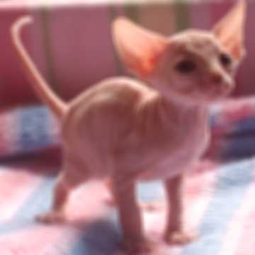 A slightly blurred cat